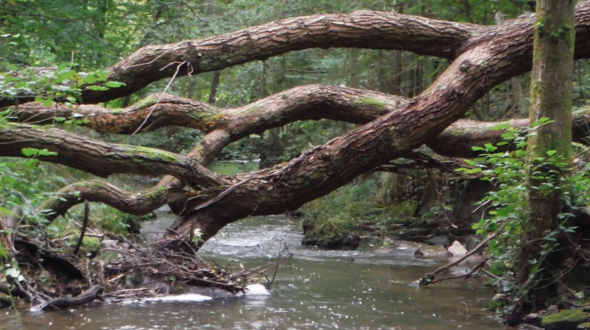 Cannop Brook after the storm Cannop Brook after the storm